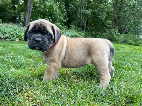 Best Crate For English Mastiff at Gabrielle Pillinger blog