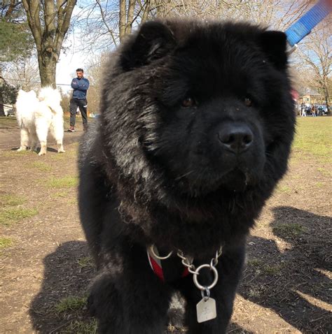 Pin by Ashley Willis on Cute animals:) | Cute dogs, Black chow chow ...