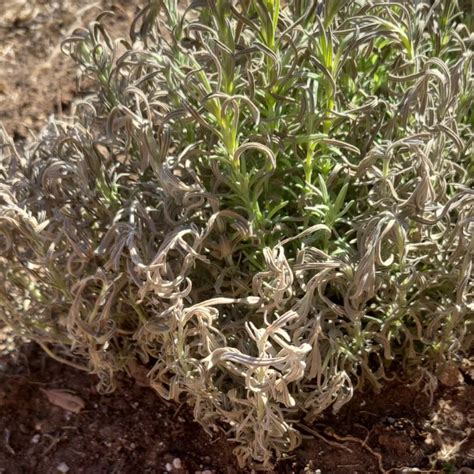 English Lavender Plant Dying at Cassandra Wasinger blog