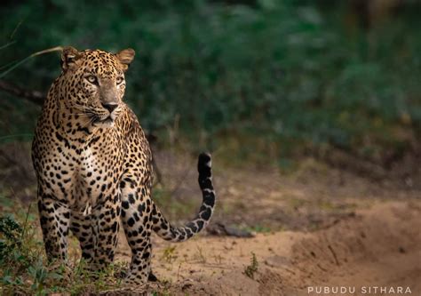 Sri Lankan Wildlife | Sri Lanka Biodiversity
