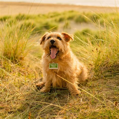 Is It Ok For Dogs To Eat Flies at Dennis Marquis blog