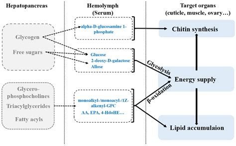Vital Carbohydrate and Lipid Metabolites in Serum Involved in Energy ...