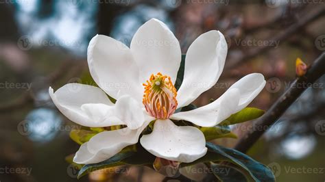 AI generated Close up image of white southern magnolia blossom ...