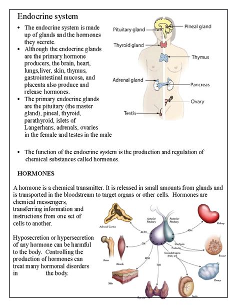 Enzymes Endocrine System at Carl Cosme blog