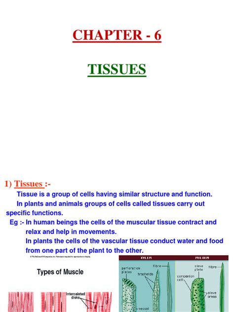 Tissue Chapter Class 9 的图像结果