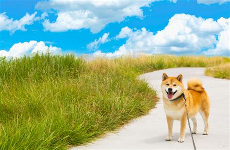 【海＆山が魅力の伊豆高原】実は、犬にとっても楽園だった~柴犬まるの実体験リポート付~ | イキクル
