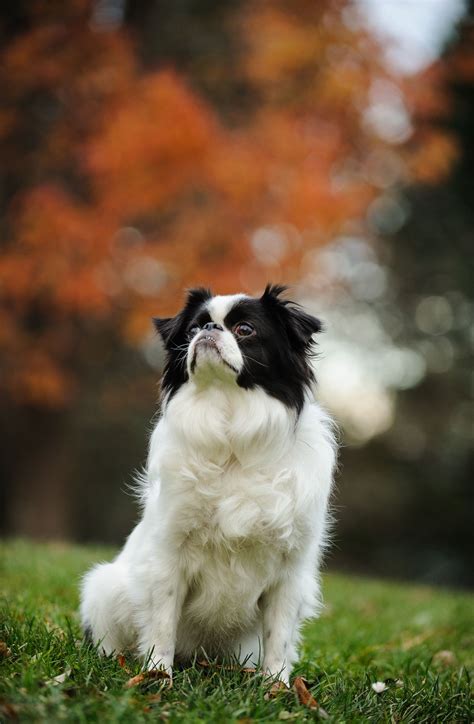 Black And White Dog Breeds Medium