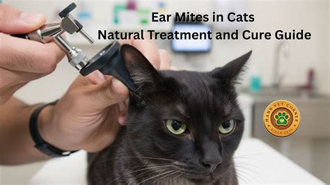 Ear Mites in Cats: Natural Treatment and Cure Guide - mannvetcorner