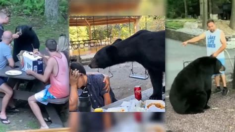 Uninvited gentle beasts! Bears join humans picnicking to gorge on ...