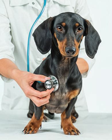 Understanding Pet Gut Health in Monsoon: Common Issues and Solutions ...