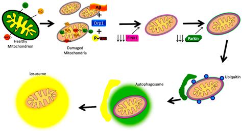 Amyloid Beta and Phosphorylated Tau-Induced Defective Autophagy and ...