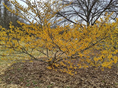 Hamamelis × intermedia 'Orange Beauty' - Orange Beauty hybrid witch ...