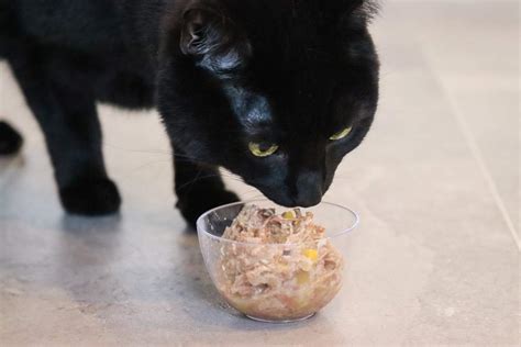 Cat Food 的图像结果