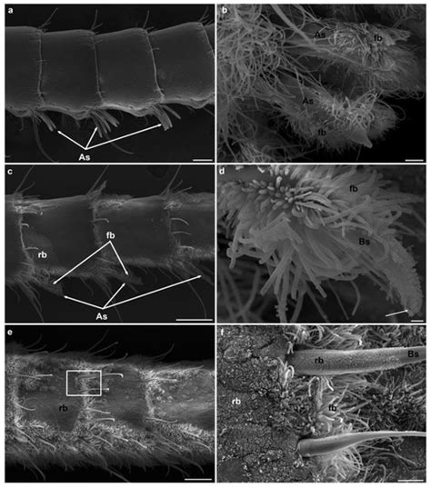 Do Hydrothermal Shrimp Smell Vents?
