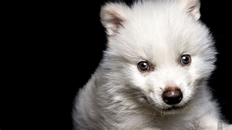 Wolf Extinct For 10,000 Years Brought Back To Life, Researchers Claim ...