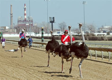 Ostriches Racing