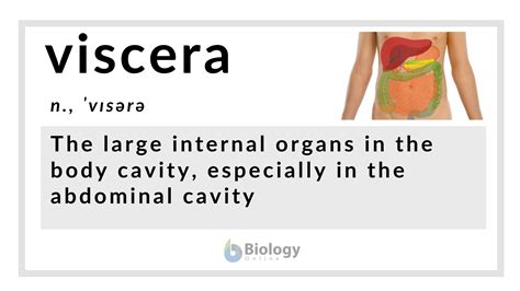 Viscera Definition and Examples - Biology Online Dictionary