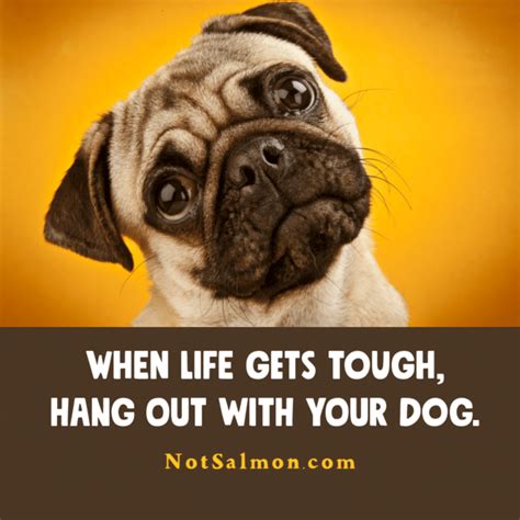 Funniest Dog Quotes