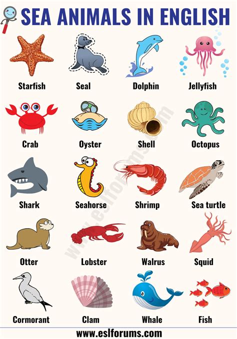 Sea Animals: List of Sea, Ocean Animals - ESL Forums