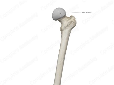 Head of Femur | Complete Anatomy