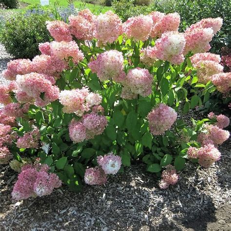 Vanilla Strawberry Hydrangea
