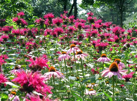 Coneflowers Companion Plants at Wilfred Furman blog