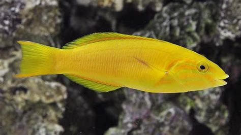 Fascinating underwater wonders awaiting capital this Onam; Fish ...