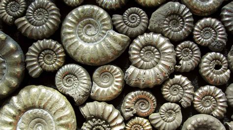 Image result for Extinction Evolution