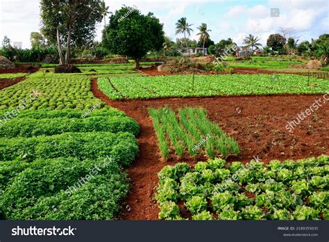 103.764 Organic Spices Farm Images, Stock Photos & Vectors | Shutterstock
