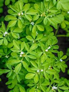 How to grow f enugreek (methi) in balcony garden | Times of India