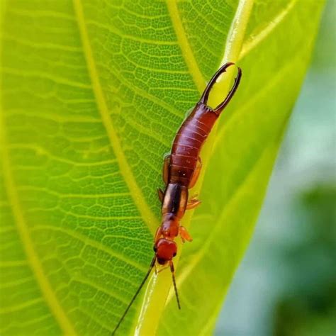 Does Diatomaceous Earth Kill Earwigs?