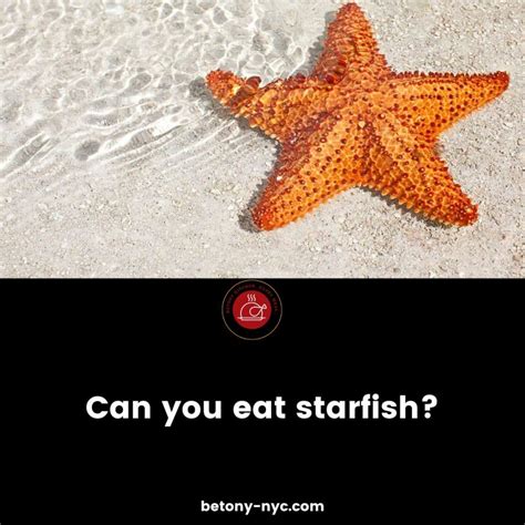 Can You Eat Starfish? - Betony
