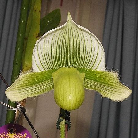 Paph. Doya Green Prince(Paph. Hsinying Citron × Paph. In-Charm Silver ...
