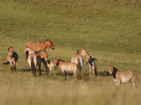 Mongolia steppe Altai – Wildlife Travel
