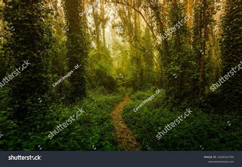 Eucalyptus Trees Trail Sutro Forest San Stock Photo 2250151755 | Shutterstock