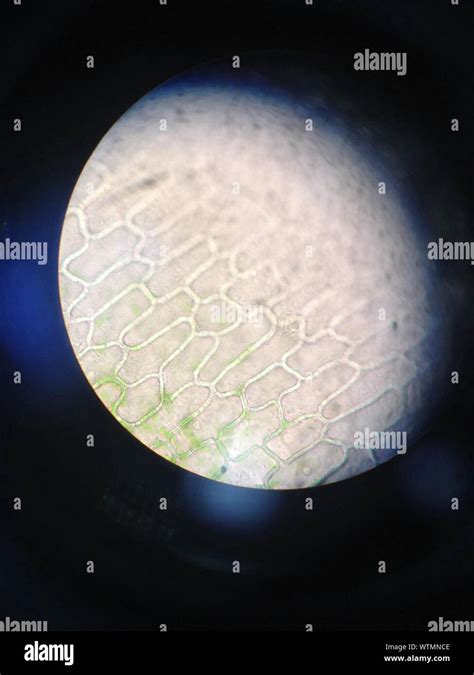 Light Microscope Micrograph 的图像结果