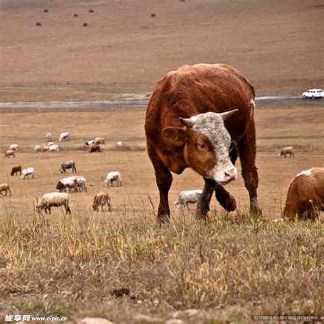 草原牛 的图像结果