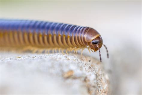 Millipede