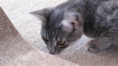 Image result for Scared Scratch Cat