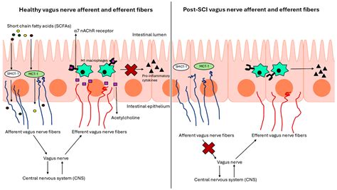 Mental Health Disorders Due to Gut Microbiome Alteration and NLRP3 ...