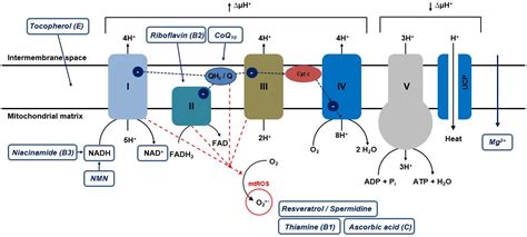 Natural Mitochondria Targeting Substances and Their Effect on Cellular ...