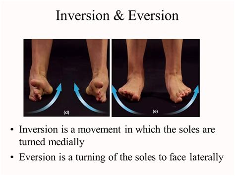 Terminology of movement in anatomy, flexion extension hyperextension ...
