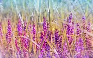Nature Sticker Wall Poster|English Lavender Sticker Poster|Wall Decor ...