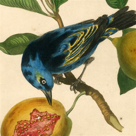 James Forbes : Blue Banana Bird – Red Earth