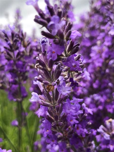 5 natural scents to calm anxiety