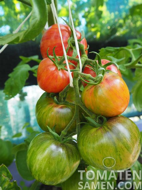 Tomatensamen - Tomate Persuasion - 10 Samen Saatgut kaufen