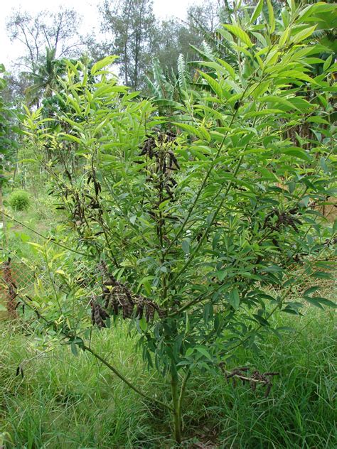 Pigeon pea (Cajanus cajan) forage | Feedipedia