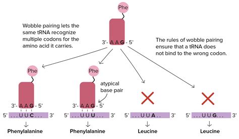 tRNAs and ribosomes (article) | Translation | Khan Academy | Khan ...