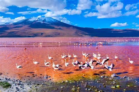 2026 Discover Bolivia’s Salt Flats and Vibrant Lagoons 3D/2N (with Reviews)