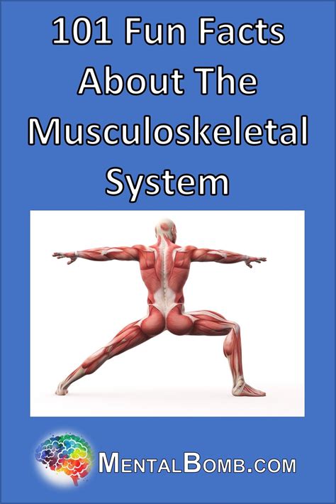 Amazing Facts About Muscular System